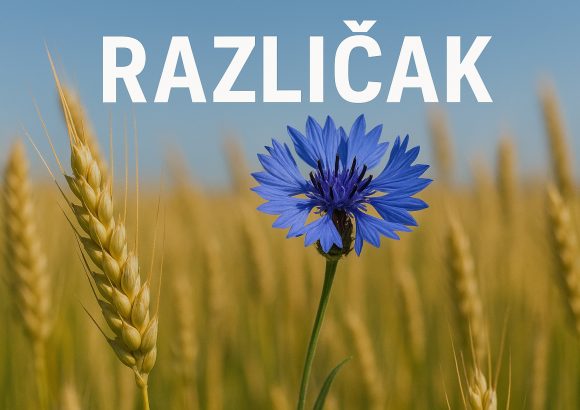 različak, Centaurea cyanus