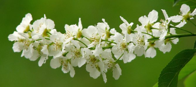 Sremza (Prunus padus) Sremza (Prunus padus)