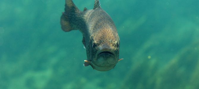 Kalifornijska pastrva – strana vrsta u našim vodama Kalifornijska pastrva – strana vrsta u našim vodama