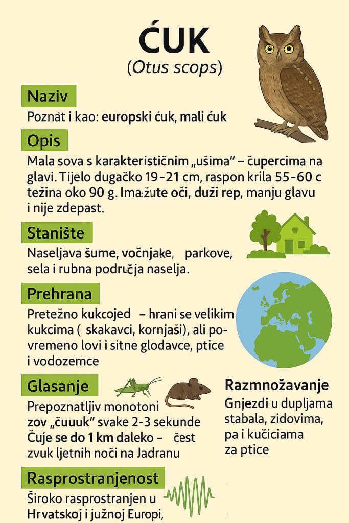 Ćuk, Otus scops, sova, sove