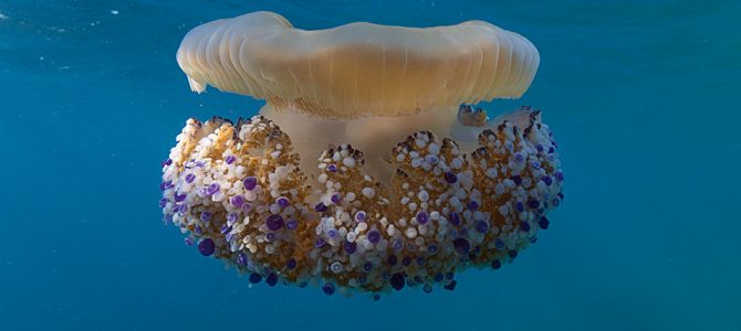Mediteranska meduza – predivni morski stanar
