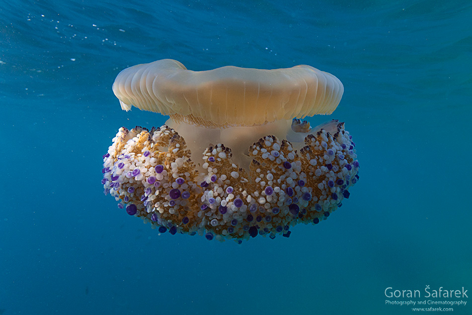 Mediteranska meduza – predivni morski stanar