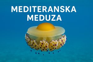mediteranska meduza, Cotylorhiza tuberculata