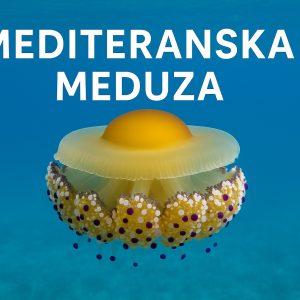 mediteranska meduza, Cotylorhiza tuberculata