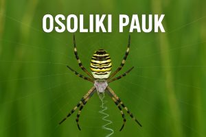 Osoliki pauk, Argiope bruennichi, pauci