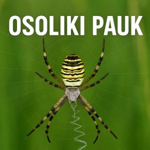 Osoliki pauk, Argiope bruennichi, pauci