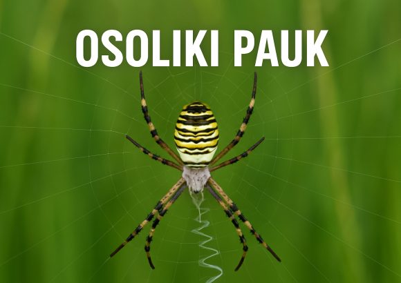 Osoliki pauk, Argiope bruennichi, pauci