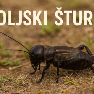 šturak, Poljski šturak, Gryllus campestris