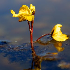 Obična mješinka, Utricularia vulgaris, biljka mesožderka, biljke mesožderke