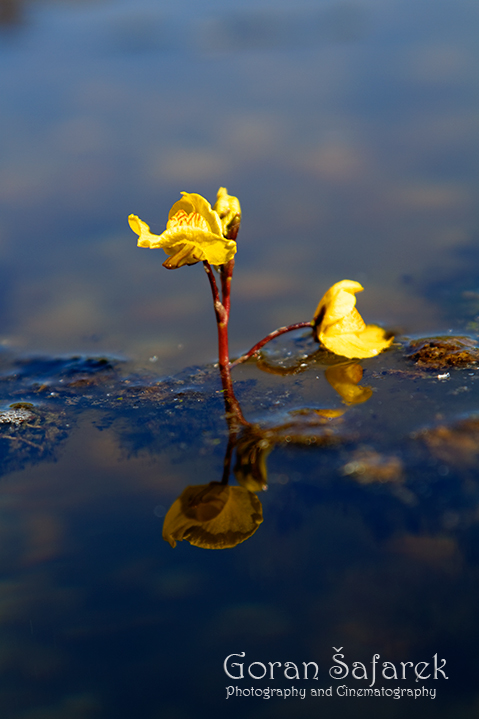 Mješinka, Utricularia vulgaris, vodene biljke, biljke mesožderke