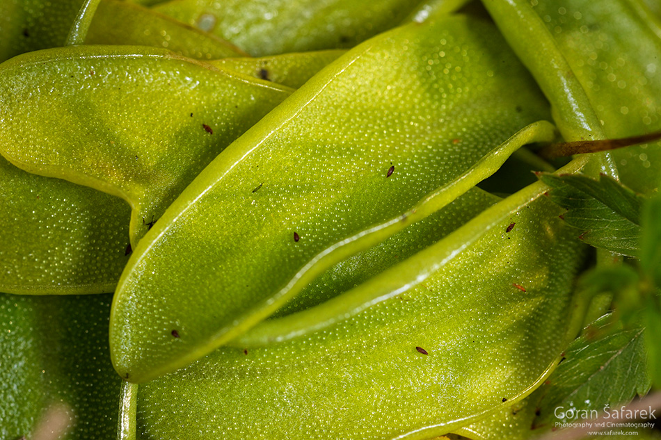 biljke mesožderke, tustica kukcolovka, Pinguicula vulgaris