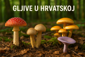 gljive