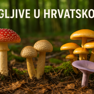 gljive
