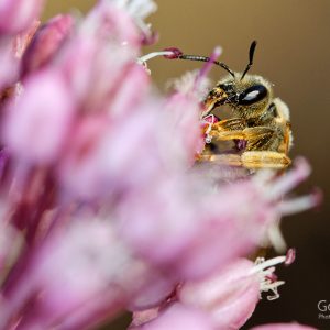 solitarna pčela, solitarne pčele