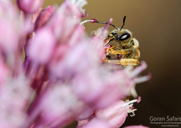 solitarna pčela, solitarne pčele