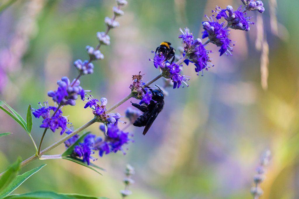 crna pčela drvarica, Xylocopa violacea, solitarna pčela, solitarne pčele