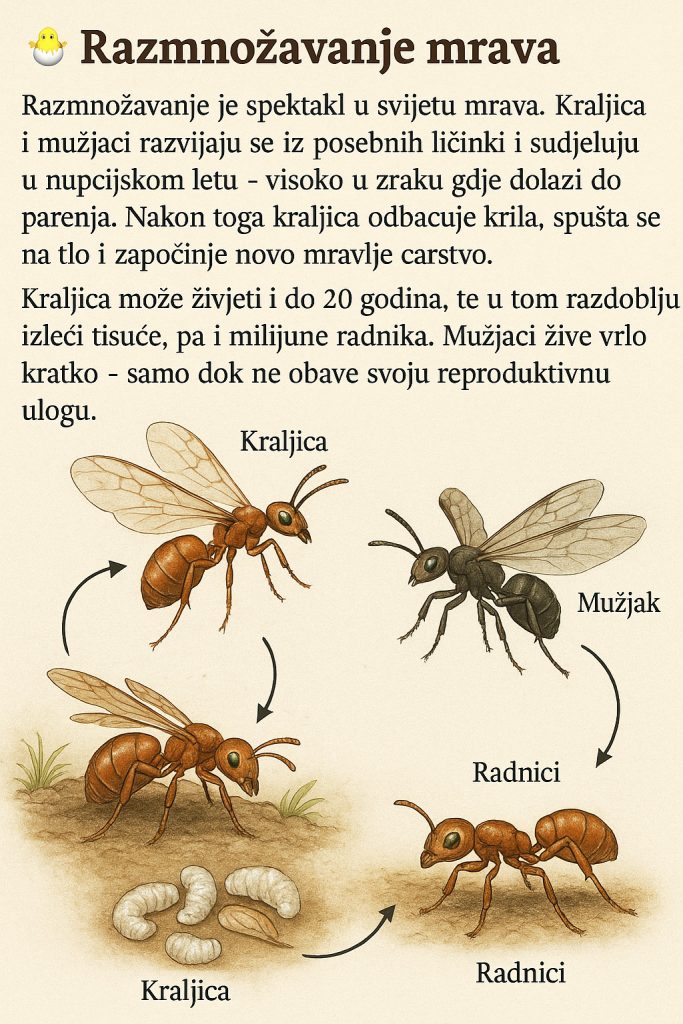 mravi, razmnožavanje