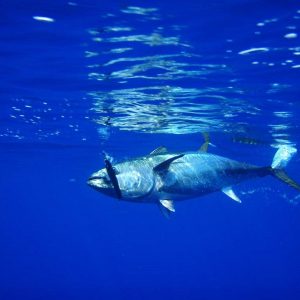 Plavoperajna tuna