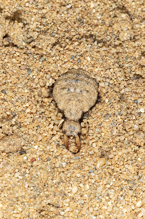 mravlji lav, Myrmeleon formicarius