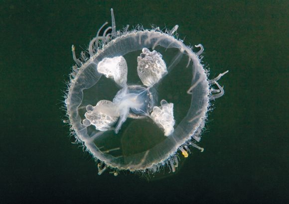 slatkovodna meduza, Craspedacusta sowerbyi