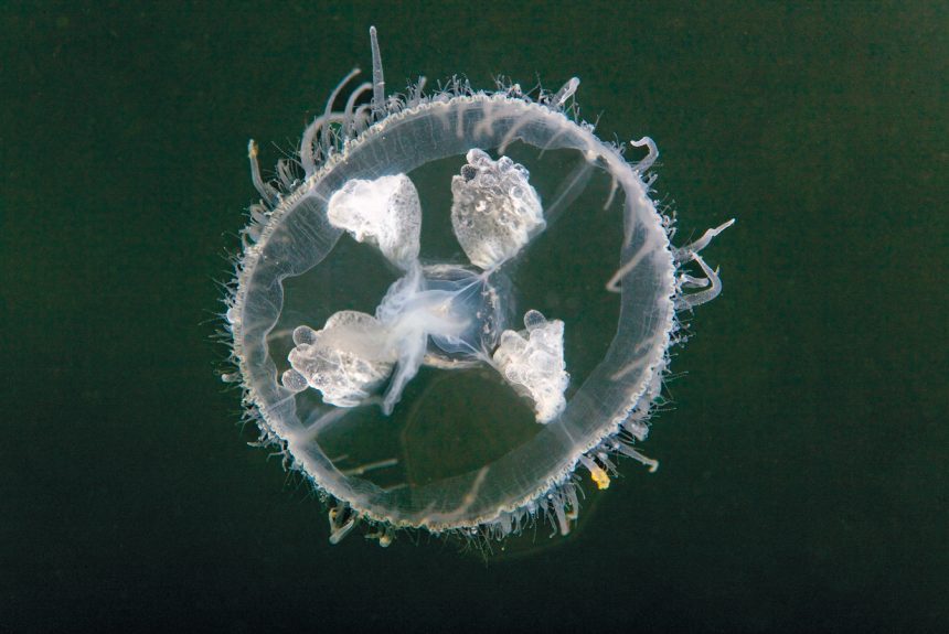 slatkovodna meduza, Craspedacusta sowerbyi