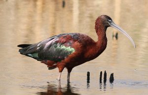 Plegadis falcinellus, blistavi ibis