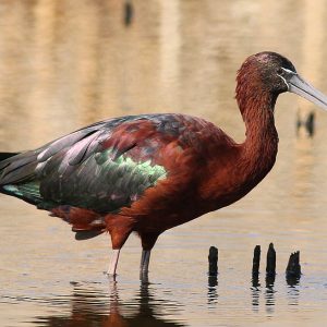 Plegadis falcinellus, blistavi ibis