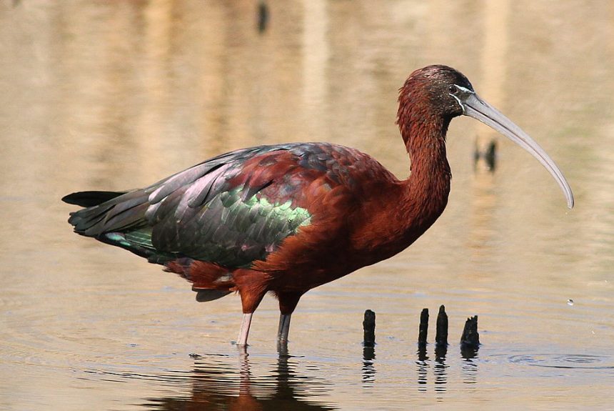 Plegadis falcinellus, blistavi ibis