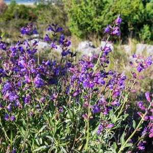 ljekovita kadulja, salvia officinalis, žalfija