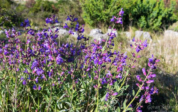 ljekovita kadulja, salvia officinalis, žalfija