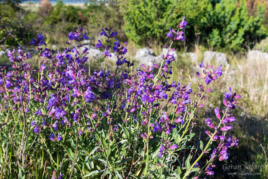 ljekovita kadulja, salvia officinalis, žalfija