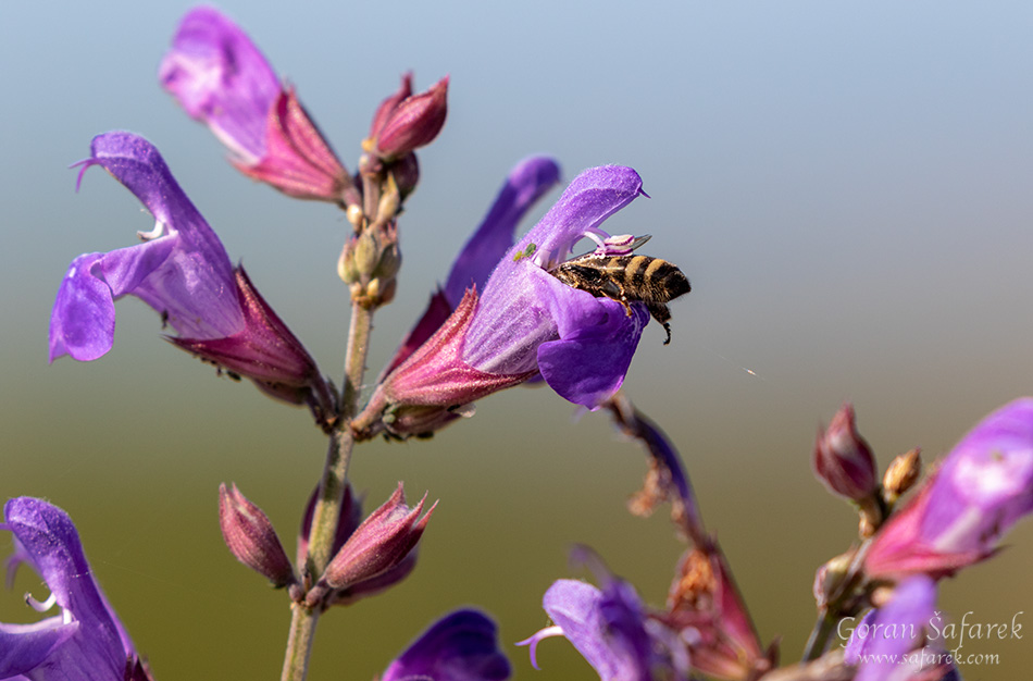 ljekovita kadulja, salvia officinalis, žalfija