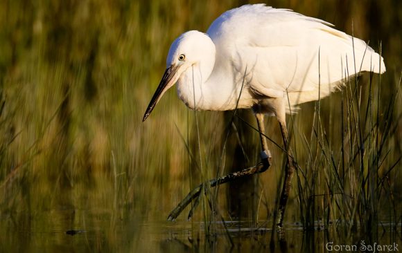 Mala bijela čaplja, egretta garzetta