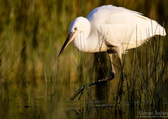 Mala bijela čaplja, egretta garzetta