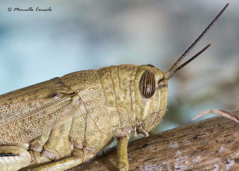 Egipatska šaška, egipatski skakavac, Anacridium aegyptium, skakavci