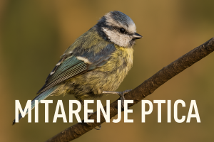 ptice, mitarenje