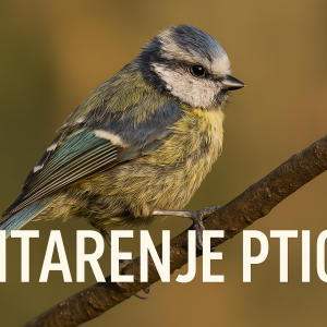 ptice, mitarenje