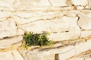 Crithmum maritimum, motar