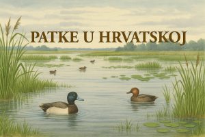 patke, Hrvatska, ptice