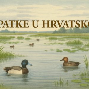 patke, Hrvatska, ptice