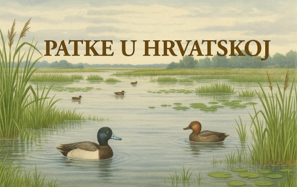 patke, Hrvatska, ptice