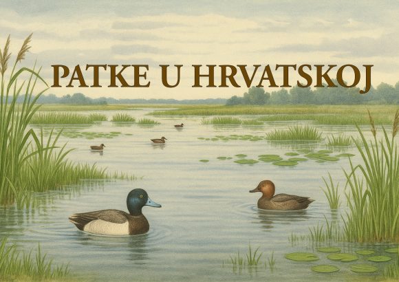 patke, Hrvatska, ptice