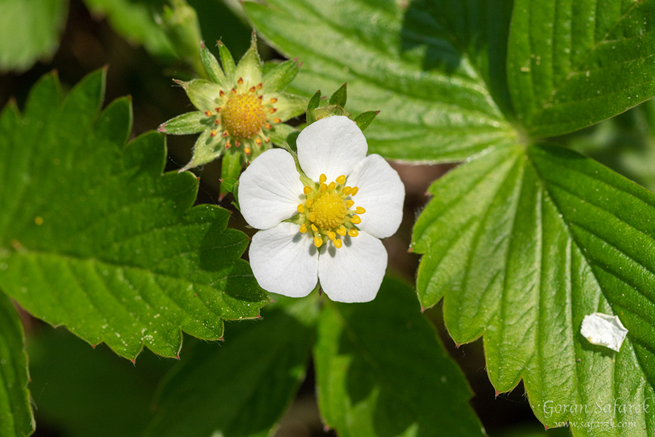 Šumska jagoda, Fragaria vesca