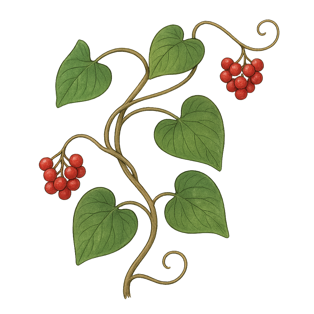 Bljušt (Tamus communis)