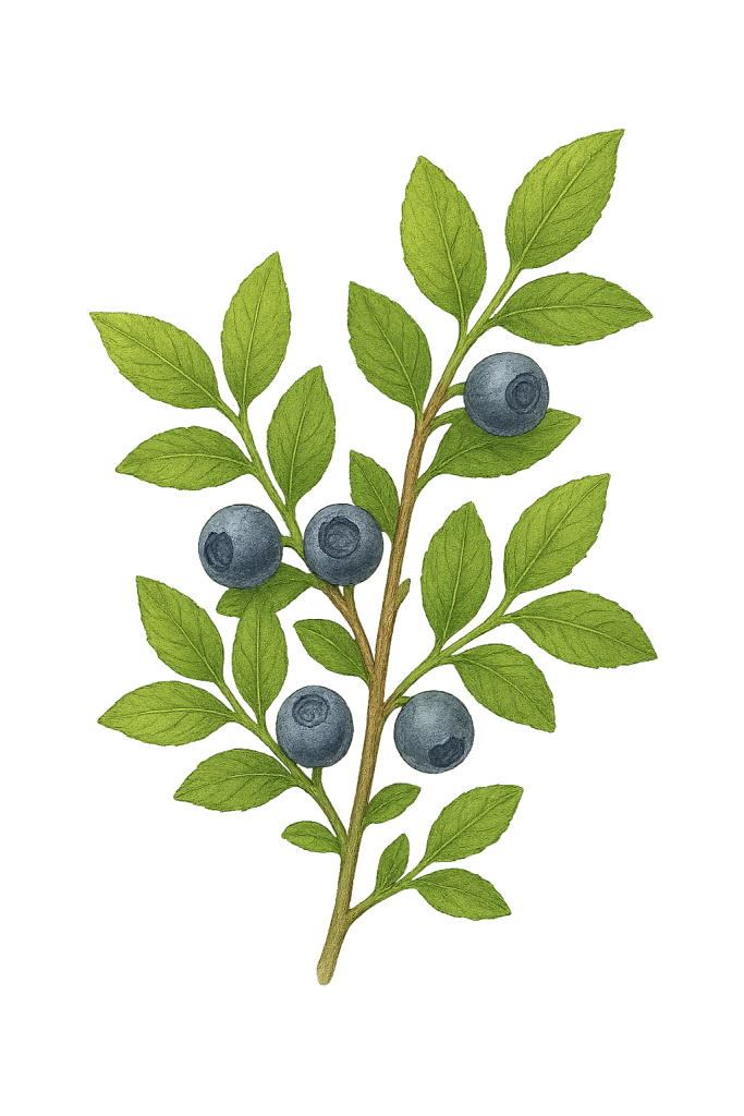 Borovnica, Vaccinium myrtillus