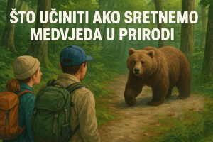 sretnuti medvjeda u prirodi, Smeđi medvjed, Ursus arctos