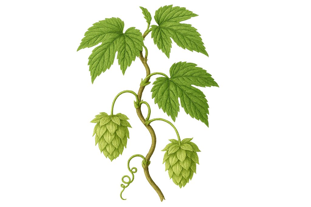 Divlji hmelj (Humulus lupulus)