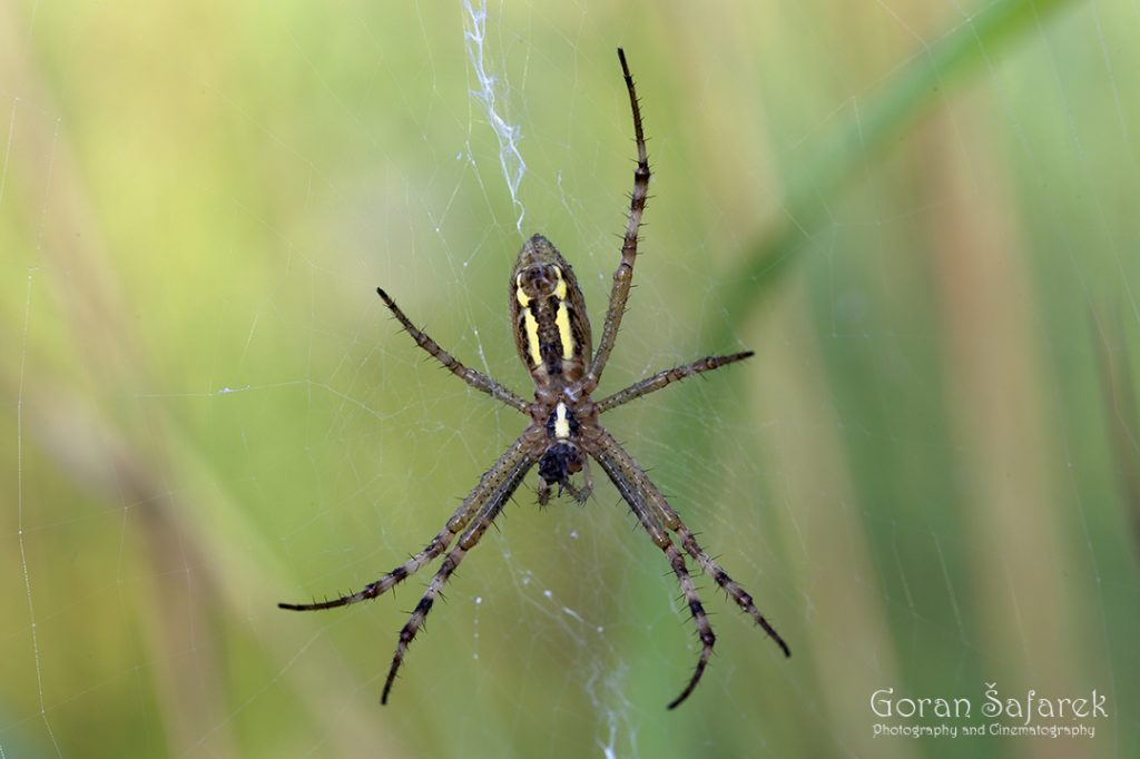 Osoliki pauk (Argiope bruennichi)