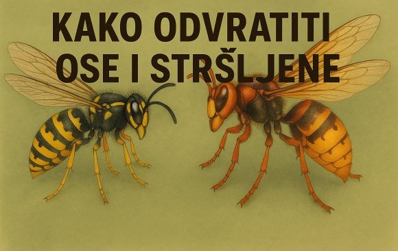 Kako odvratiti ose i stršljene