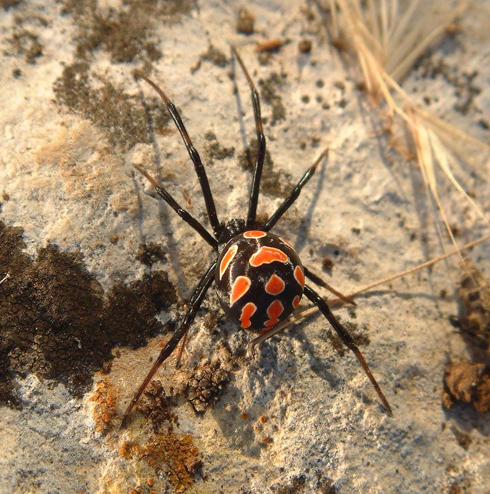 Crna udovica (Latrodectus tredecimguttatus)